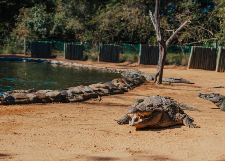 1 Hour Guided Crocodile Tour image 3
