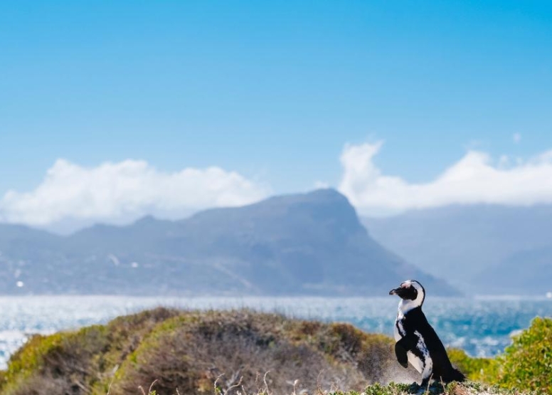 Combo Marine Wildlife Cruise + Cape Point pm image 3