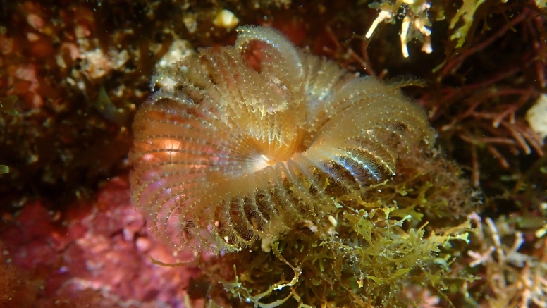 Snorkel Cape Town's Stunning Tidal Pools image 9