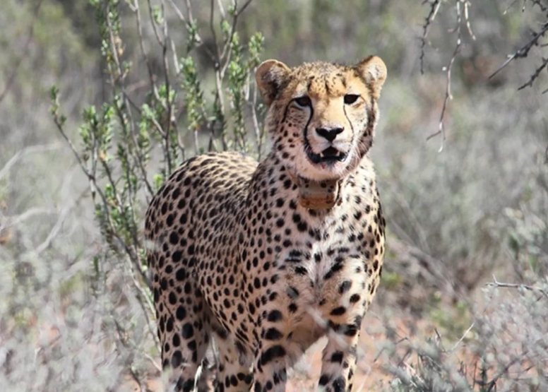 Free Roaming Cheetah Experience image 1