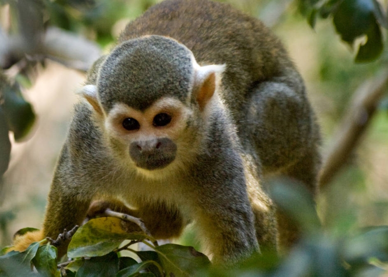 Harties Monkey Sanctuary Tour image 5