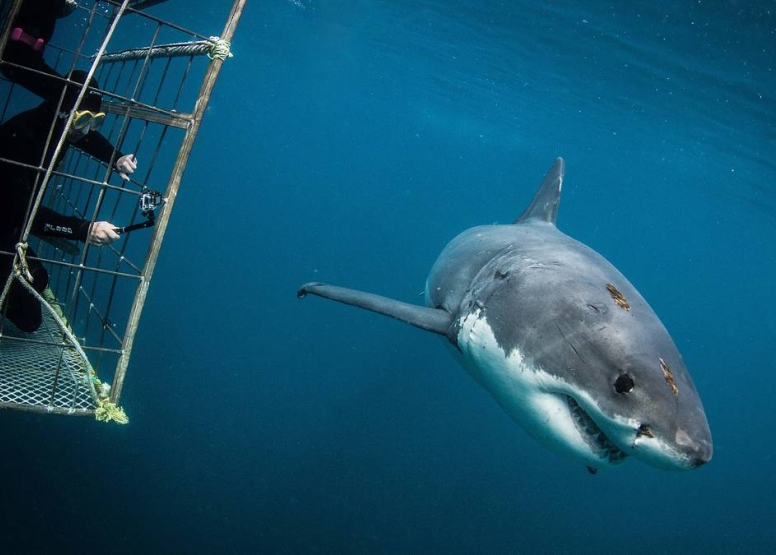 Cape Town Shark Cage Diving image 1