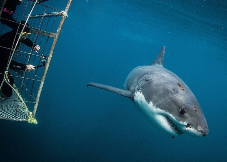 Cape Town Shark Cage Diving image 1