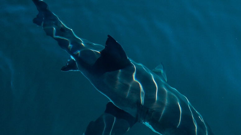 Shark Cage Diving in Gansbaai image 1