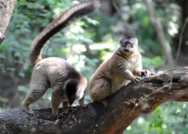 Harties Monkey Sanctuary Tour image 1
