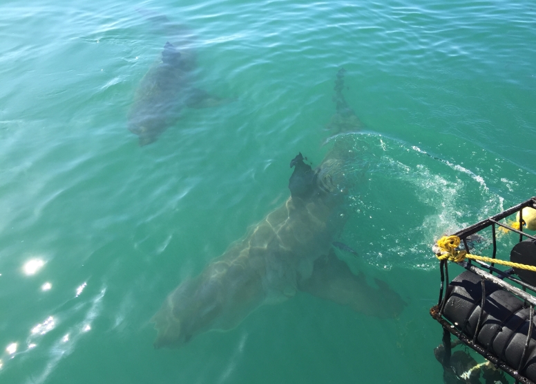 Shark Cage Diving in Gansbaai image 2