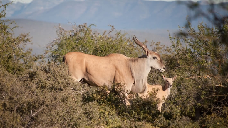 Bush Safari image 2