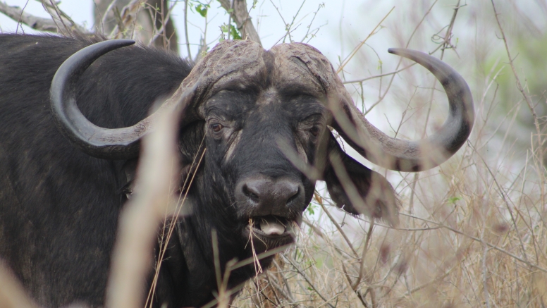 Exclusive Kruger National Park Full Day Safari with Brunch image 3