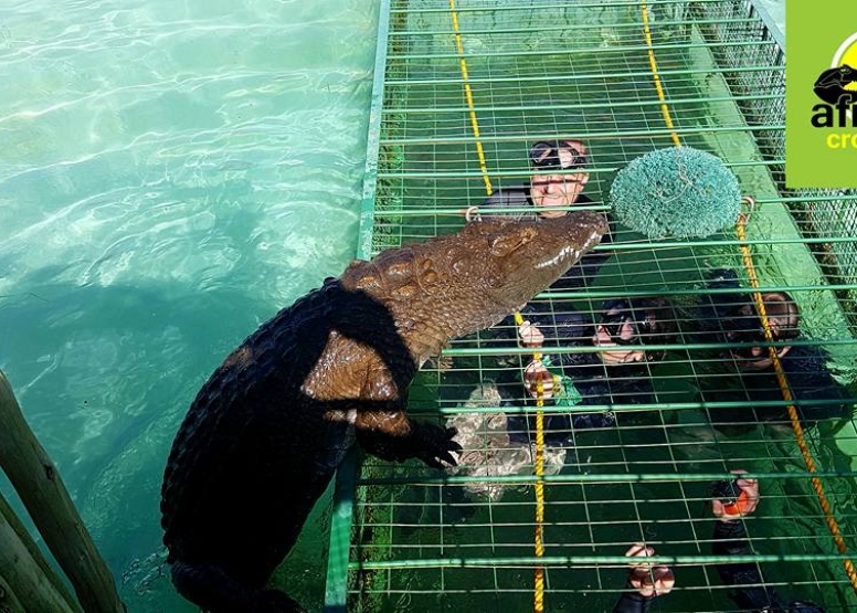 Crocodile Cage Dive image 4