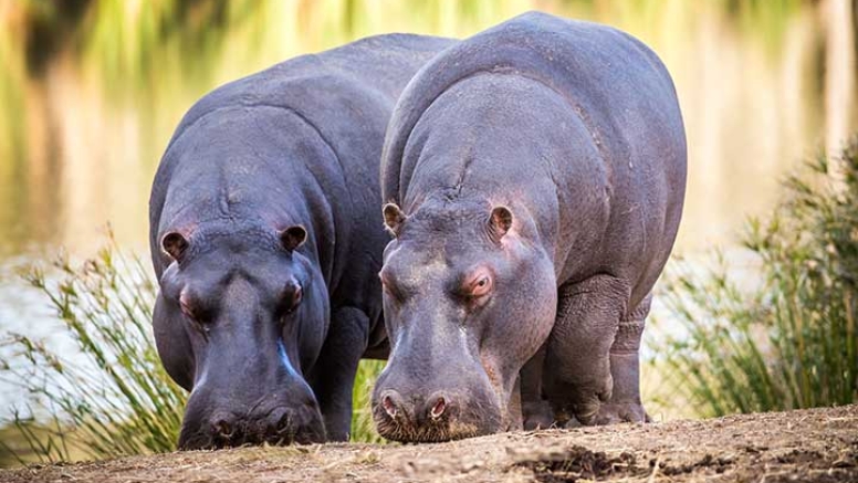 Guided Game Drives image 7