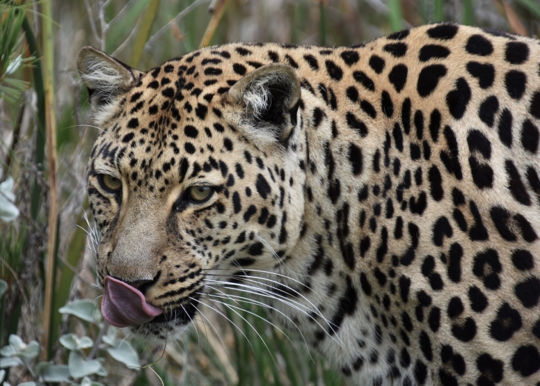 Wild Cat Experience image 7