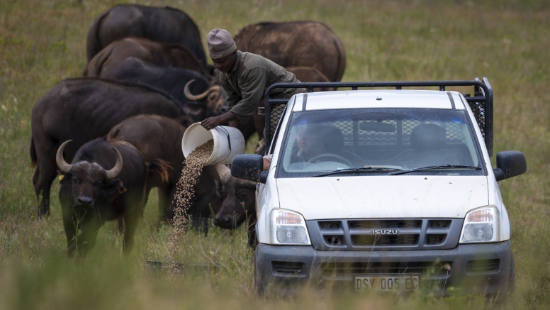 Buffalo Tour image 2