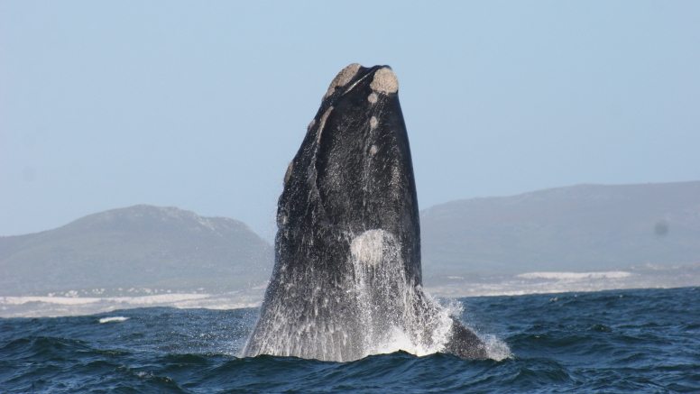 Marine Big 5 Tour Gansbaai - South African Special image 6