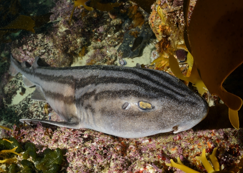 Wreck and Reef Scuba Dive Cape Town image 2