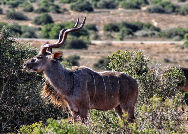 Addo Elephant Park Full Day Safari image 6