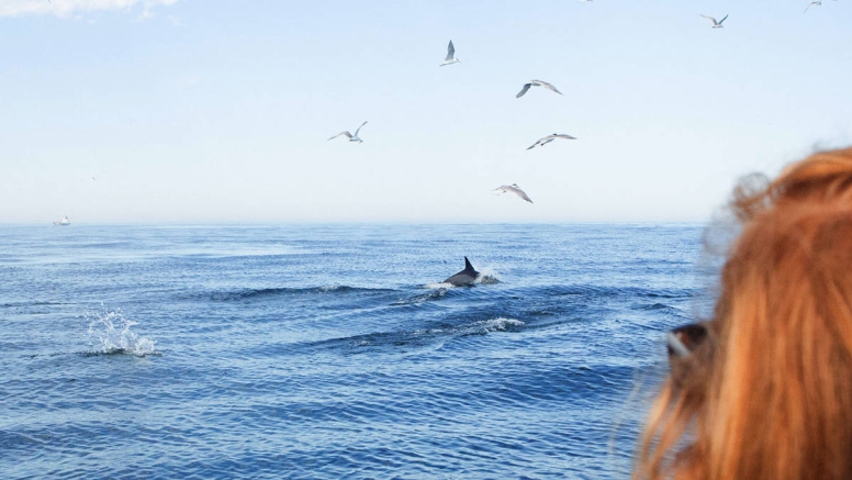 Ocean Wildlife Encounter image 2