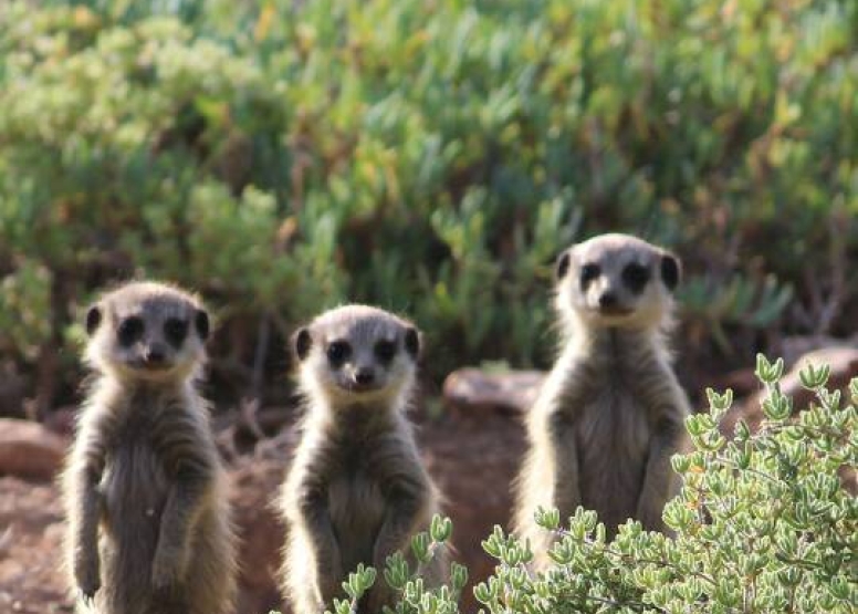 Meerkat Safaris image 4