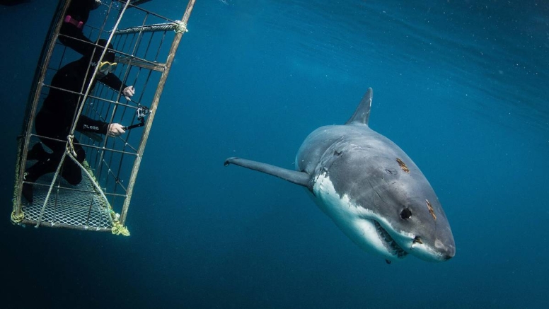 Cape Town Shark Cage Diving image 1