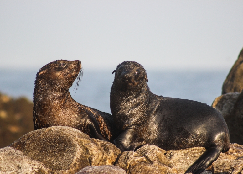 Marine Big 5 Tour Gansbaai with return transfer from Hermanus image 3