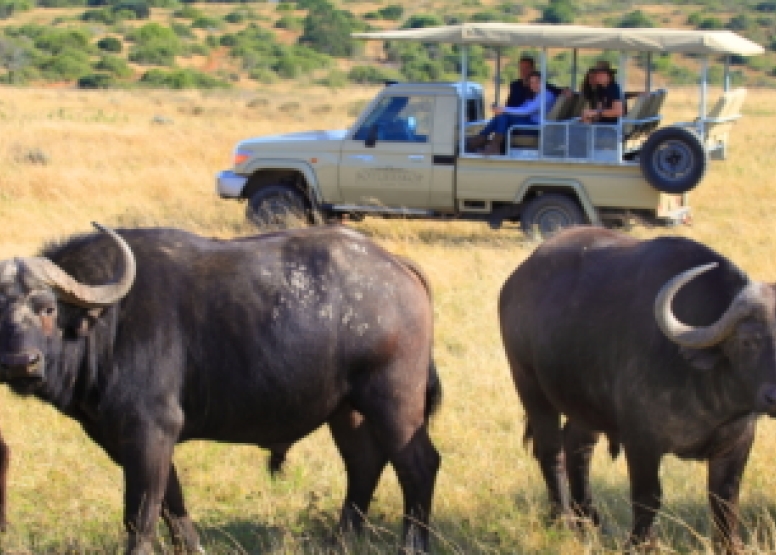 Sundowner Guided Game Drives image 3