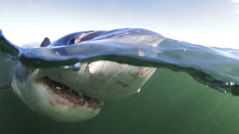 Shark Cage Diving Cape Town image 7