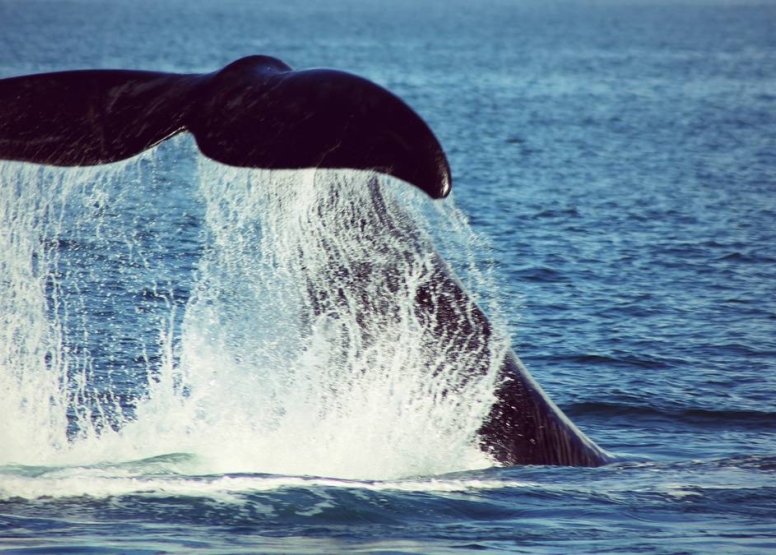 Boat Based Whale Watching image 1