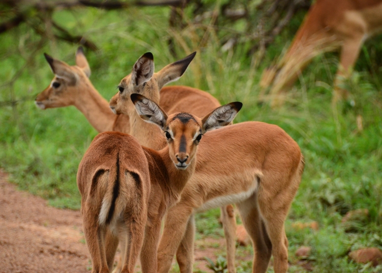 Game Drive SCHEDULED Bakubung Gate image 4