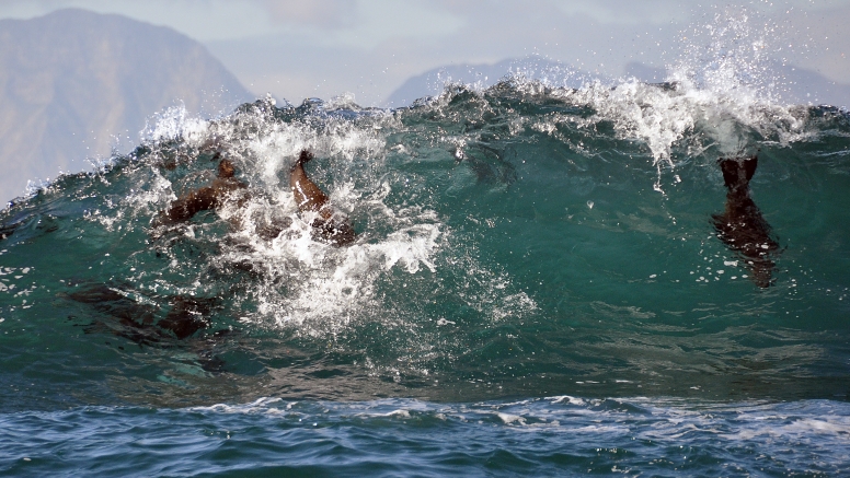 Seal Island Cruise image 3