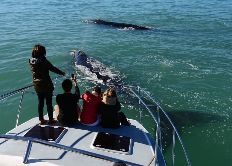 Cape Town Whale Watching Trip image 10