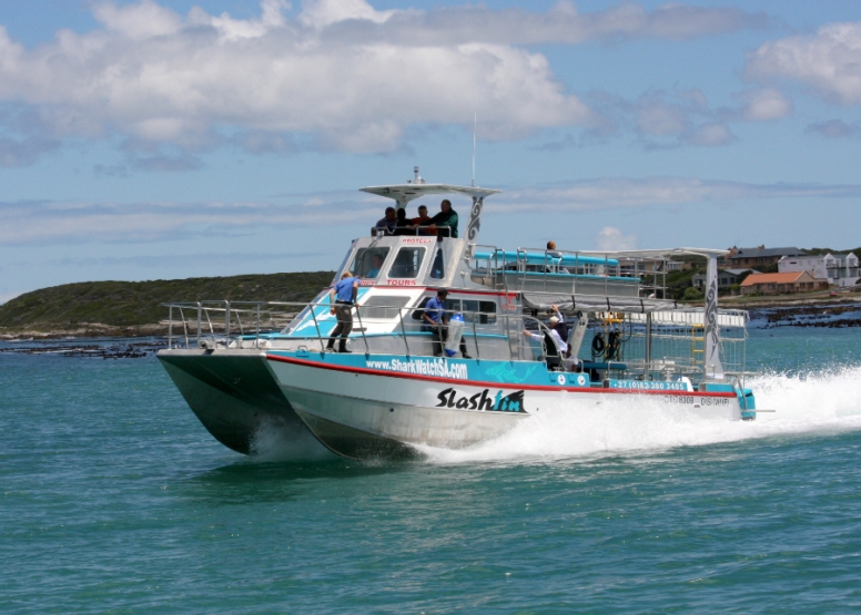 Shark Cage Diving Gansbaai with return transfer from Hermanus image 2