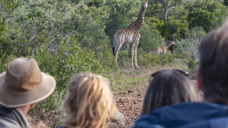 Giraffe & Buffalo Combo image 4