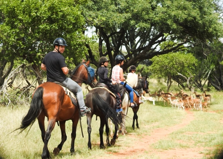 2 Hour Midmorning Horse Ride Harties image 1