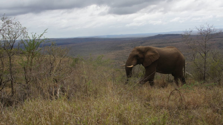 Little Bush Baby’s Big 5 Safari Adventure - full day image 4