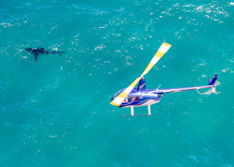 Great White Sharks Helicopter Flight, activity in