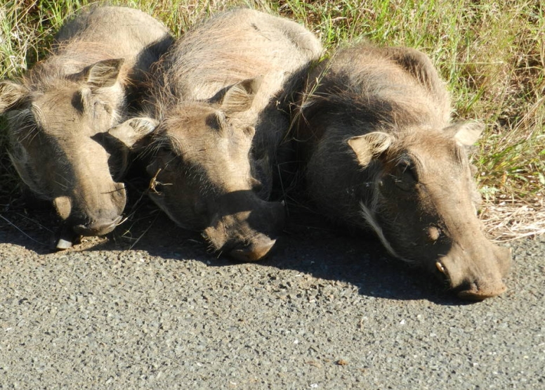 iSimangaliso Wetland Park Full day Family Safari image 5