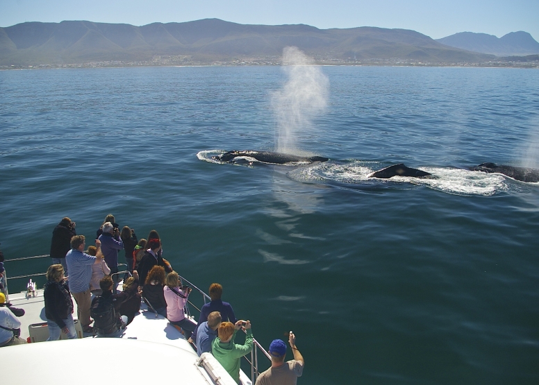 Hermanus Whale Watching with Southern Right Charters image 3