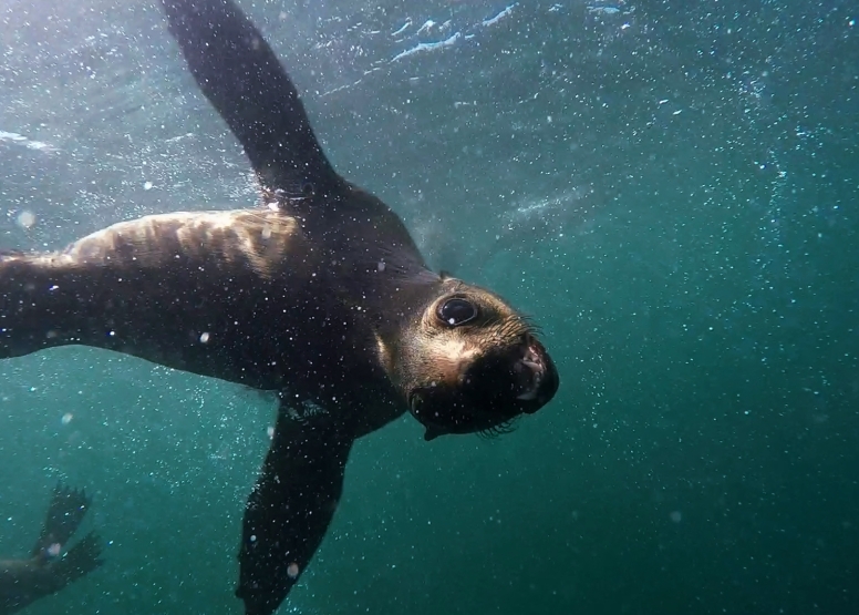 Seal Swimming image 4