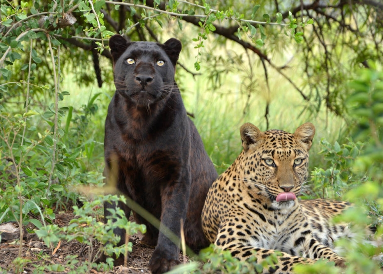 2 Hour Guided Safari Lion & Safari Park image 2