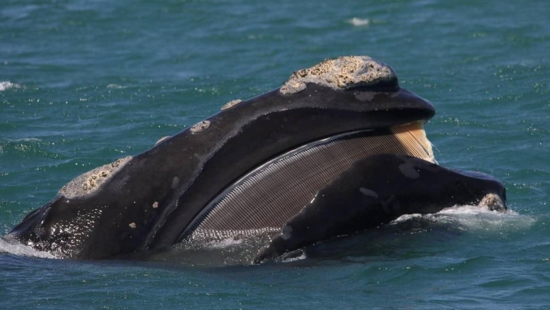 Whale Watching Experience Gansbaai image 7