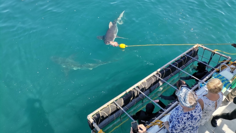 Gansbaai Shark Cage Diving Tour image 1