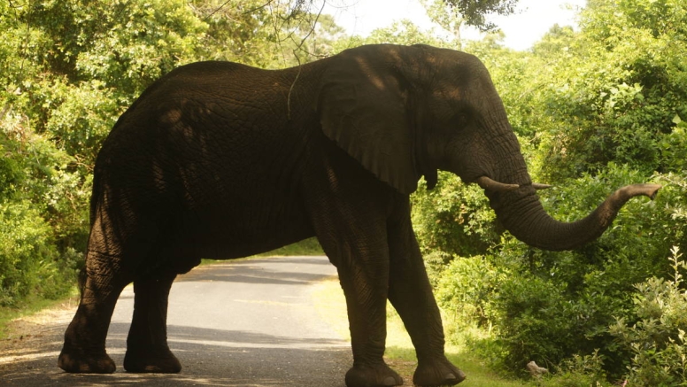 iSimangaliso Wetland Park Full day Family Safari image 1