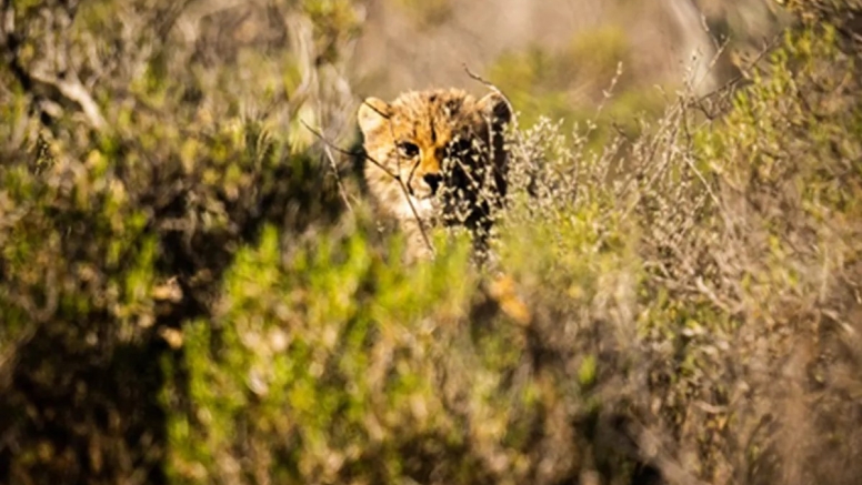 Free Roaming Cheetah Experience image 10