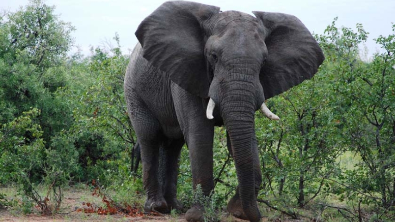 Trunk-in-Hand Elephant Tour image 2