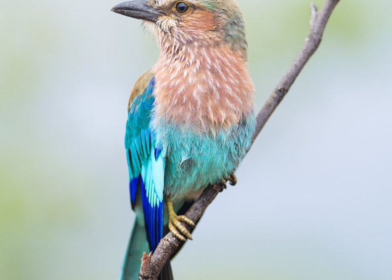 Photographic Full Day Private Safari Kruger Park image 4