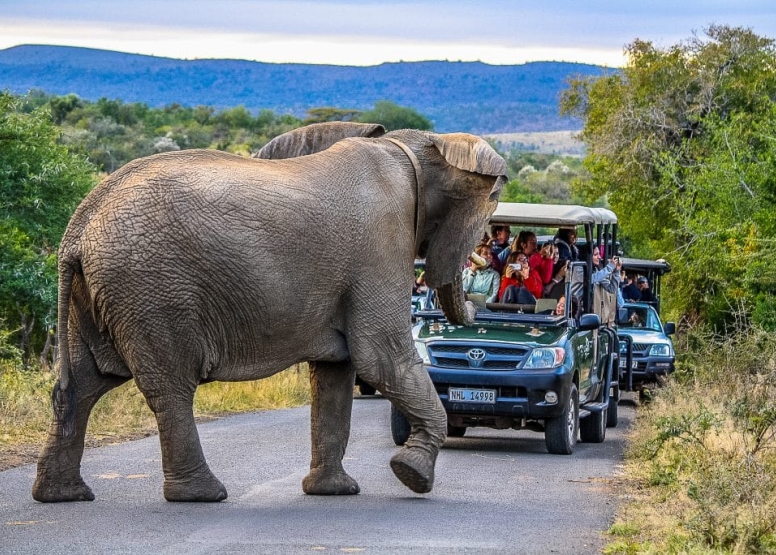 Half Day Hluhluwe-Imfolozi Safari image 3