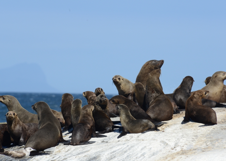 Cape Point Cruise image 4