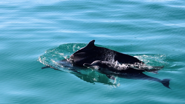 Marine Big 5 Tour Gansbaai with return transfer from Cape Town image 1