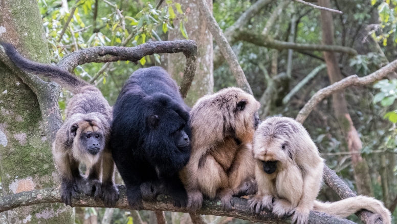 Monkeyland, Birds of Eden & Jukani image 4