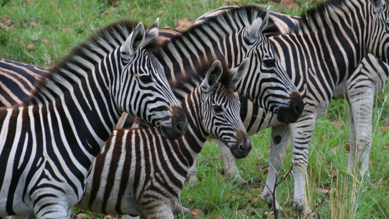 Game Drive Bakubung Gate SADC Citizen image 13