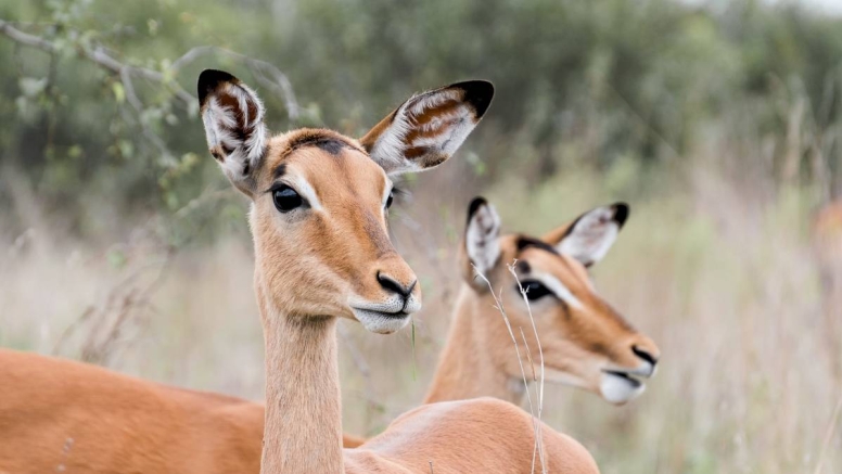 Afternoon Kruger Game Drive image 8